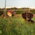 cm_photography-tierfotografie-01