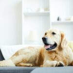 Home pet