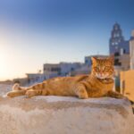 Santorini cat